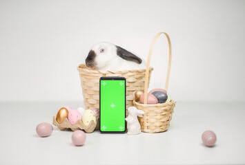 Easter bunny into the basket with eggs and a green screen phone on a white background. Chroma key...