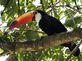 TUCANO