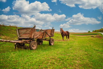 Fototapeta na wymiar A horse in the village grazes on pasture, a wooden cart