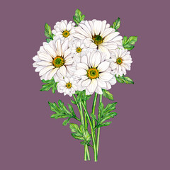 Bouquet of white chrysanthemum flowers on a stem with green leaves. Watercolor hand drawn floral illustration, isolated on a violet background. Botanical print for card