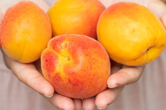 Close up picture of a girl handing over or showing four ripe bio apricot. Close up of a woman holding a full hands of bio apricot or peach.