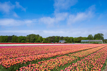 A red blooming tulip field near Egmond aan Zee/NL under a white-blue sky