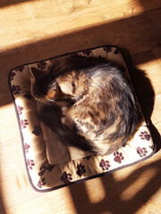 The cat sleeps on the mat on a spring day