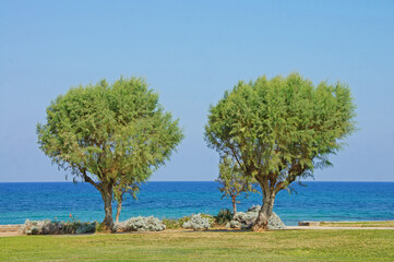 Fototapeta na wymiar Seaside Landscape with Horizon, Trees and Ocean - Coastal Paradise 