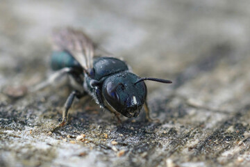 Closeup on a small black carpenter bee, Ceratina species with a typical white striped nose