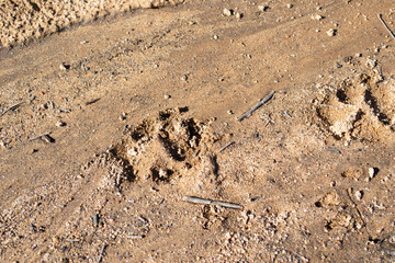 Coyote footprint in the dirt in wild