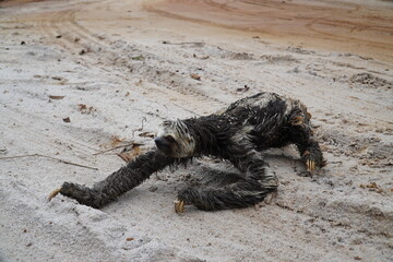 Roads in wildlife habitat. Brown throated three toed sloth Bradypus variegatus that has climbed...