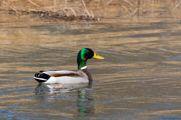 &Aacute;nade real en el Arga