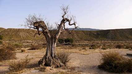 Fototapeta premium image of a desert scene with an abstract tree, typical of western movies