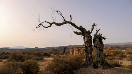 image of a desert scene with an abstract tree, typical of western movies