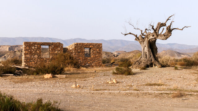 image of a desert scene with an abstract tree, typical of western movies