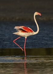 Portrait of a Greater Flamingo in the morning at Tubli bay, Bahrain