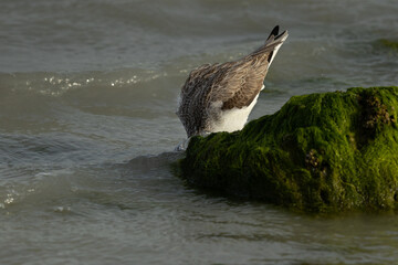 Common Greenshank feeding at Eker creek, Bahrain