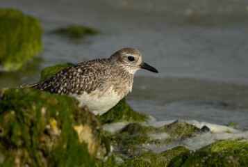 Obraz premium Grey plover behind a rock at Eker creek of Bahrain