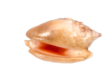 isolated shell of mussel over transparent background