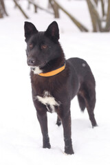 big black puppy dog full body photo on winter snow background
