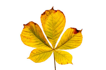 isolated leaf of chestnut tree over transparent background