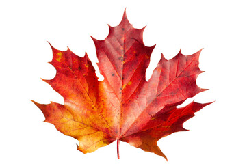 isolated leaf of maple tree over transparent background
