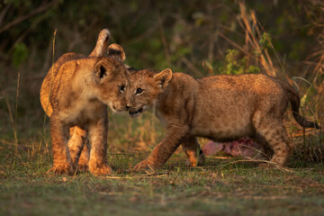 Lion cubs playing at Masai Mara, Kenya. Selective focus on the back
