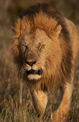 A Lion on walk during morning hours in Savanah, Masai Mara, Kenya