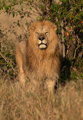 Naklejka na ściany i meble Portrait of a Lion at Masai Mara, Kenya