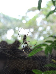 Aranha, Teia de Aranha