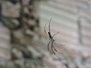 Aranha, Teia de Aranha