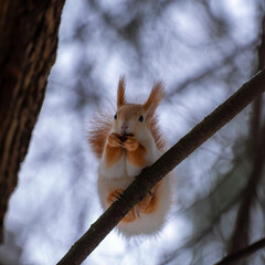 an unusual stunning white-red squirrel is sitting on its hind legs on a tree branch and eating a nut in the winter forest on a bright blue blurred background with bokeh