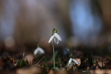 fiori di bucaneve nel bosco in inverno