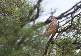 Dusky eagle-owl perched on a tree at Keoladeo Ghana National Park, Bharatpur, India