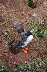 Borgarfjordur Eystri, home to a large puffin colony in Iceland