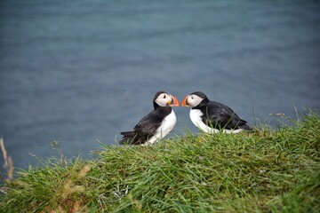 Borgarfjordur Eystri, home to a large puffin colony in Iceland