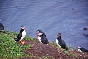 Borgarfjordur Eystri, home to a large puffin colony in Iceland