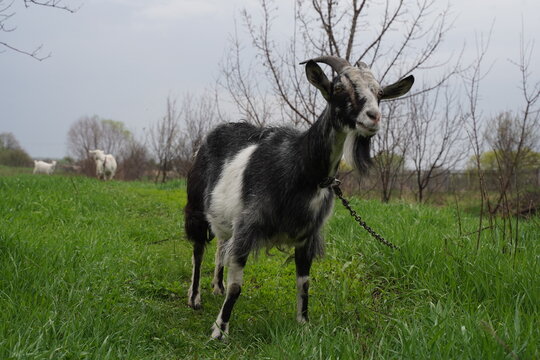 Happy Goat. High quality photo
