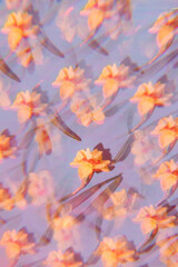 Naklejka na ściany i meble Flowers on a holographic background. The koleidoscope effect. Soft focus.