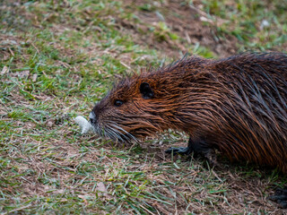 A river nutria is marching on the river bank