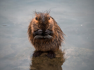A river nutria cleans itself at the river bank © rafajafoto