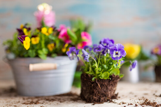 Pansy seedlings and spring flowers on wooden table