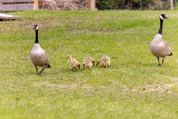 Canada goose (Branta canadensis). a pair of Canada Geese with goslings on the  Meadow