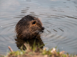 A river nutria cleans itself at the river bank