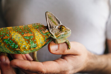 Chameleon close up. Multicolor Beautiful Chameleon closeup reptile with colorful bright skin on the hand