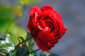 red rose in the garden