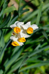narcis flowers in the garden