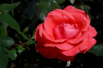 red rose in garden