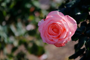 pink rose in garden