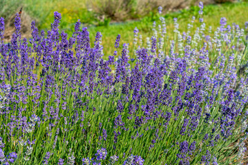 Purple flowering lavender in field on blurred background