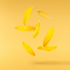 Beautiful yellow rudbeckia flower