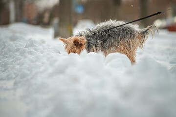 Beautiful thoroughbred Yorkshire terrier on a walk in the snowy spring.