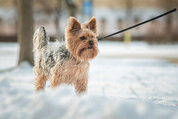 Beautiful thoroughbred Yorkshire terrier on a walk in the snowy spring.