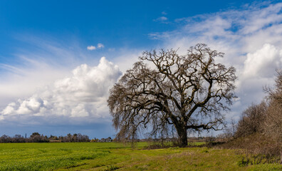 Fototapeta na wymiar Large oak tree in field with approaching storm in winter 